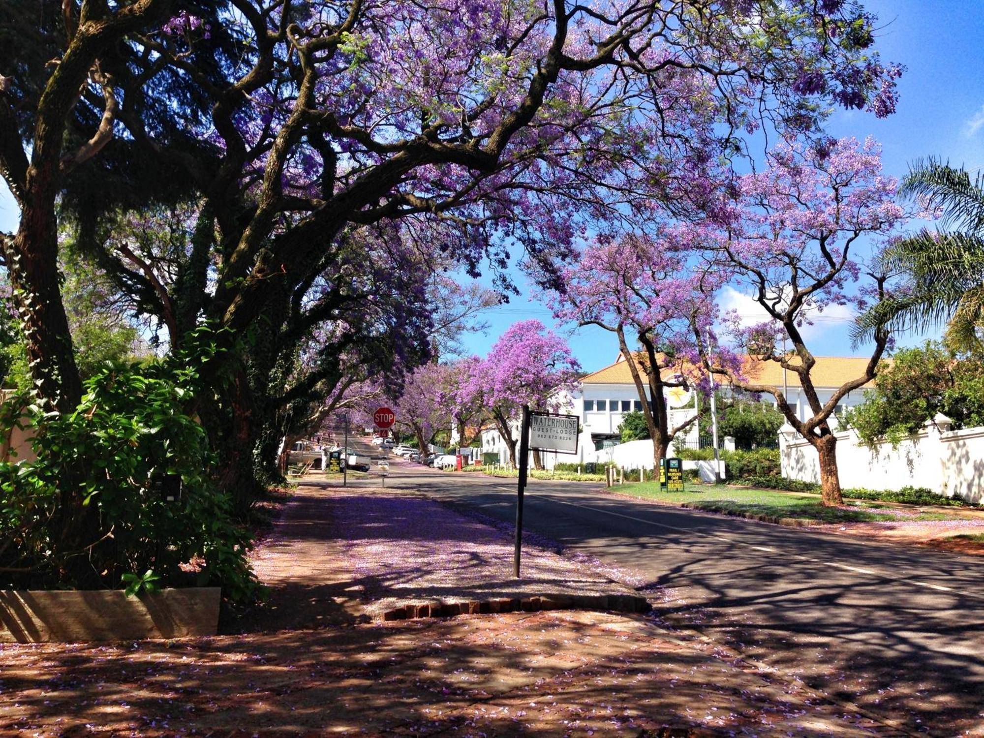 Waterhouse Guest Lodge In Muckleneuk Pretoria-Noord Eksteriør bilde